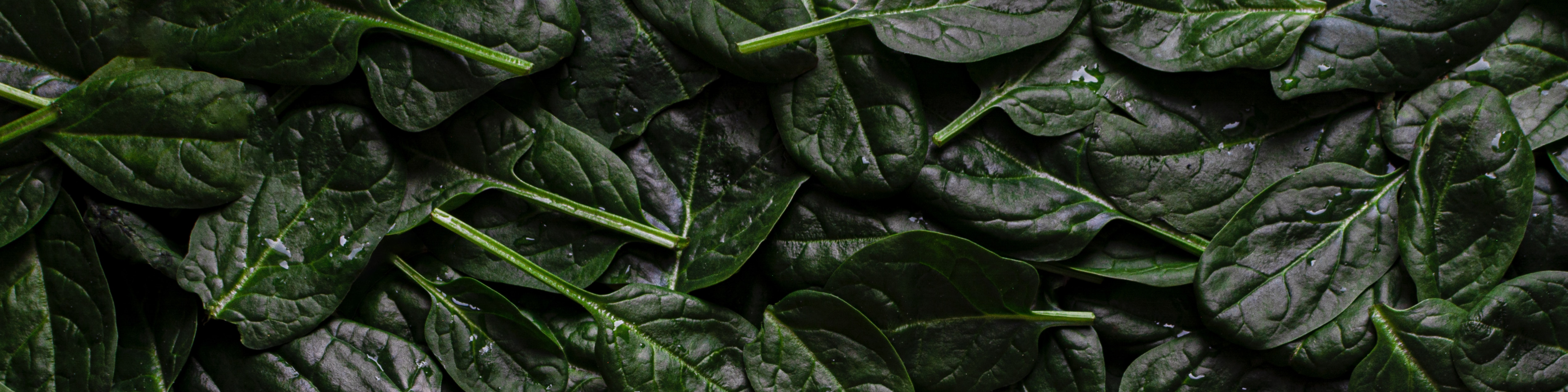 Foods High in Folate to Add to Your Grocery List