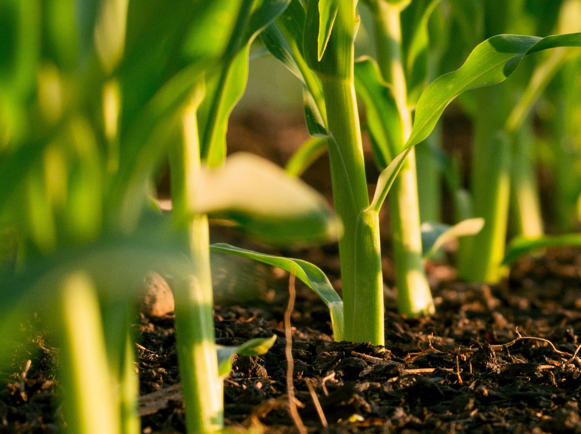 Regenerative Agriculture & Sustainable Farming