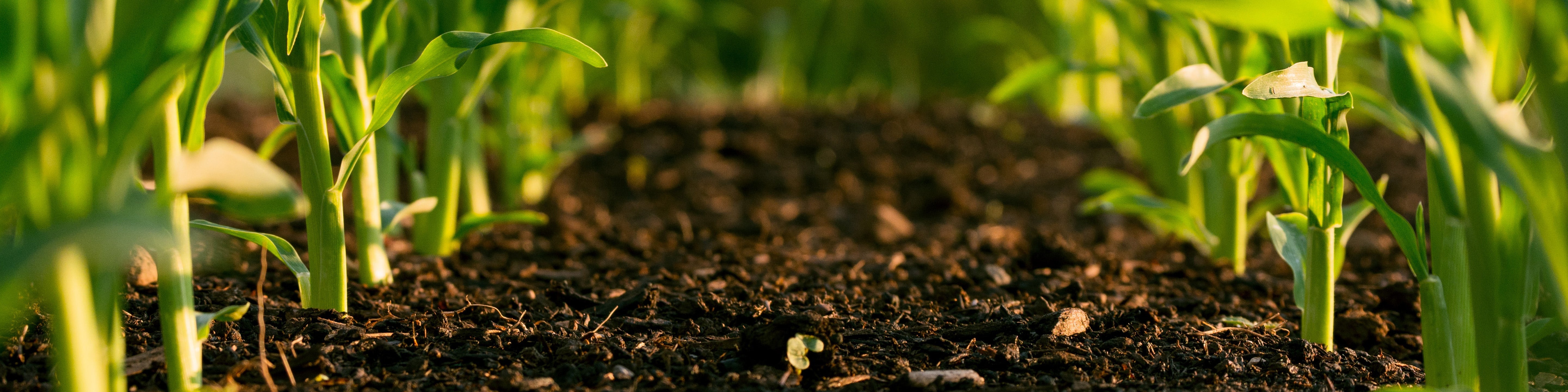Regenerative Agriculture & Sustainable Farming
