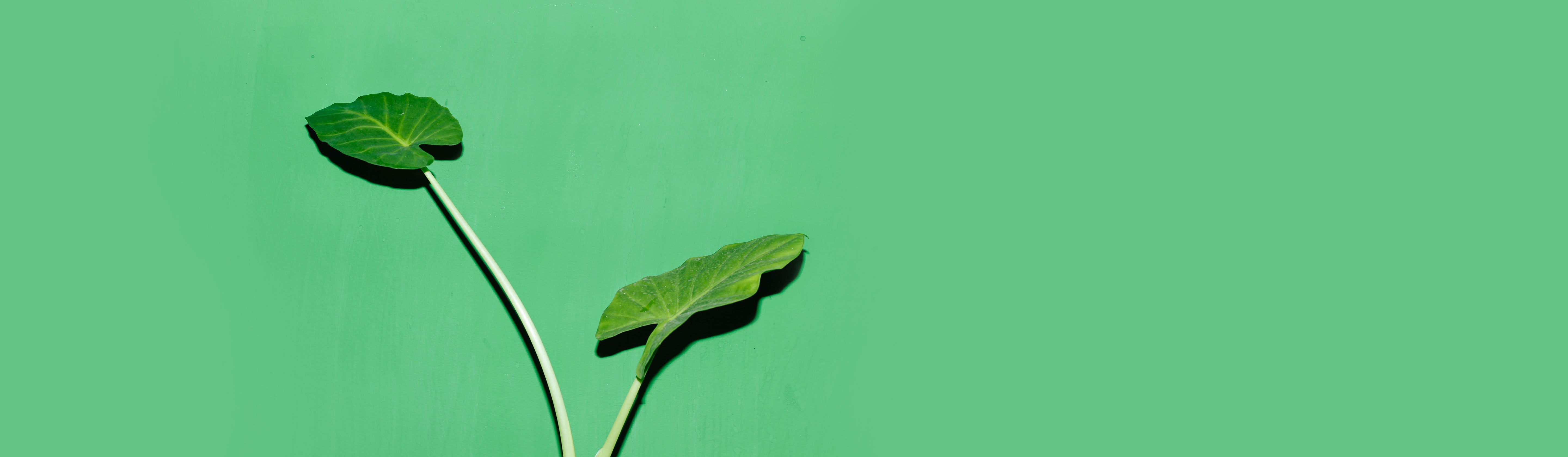 Why Plant-Based Nutrients Are Not Always Better than Synthesized