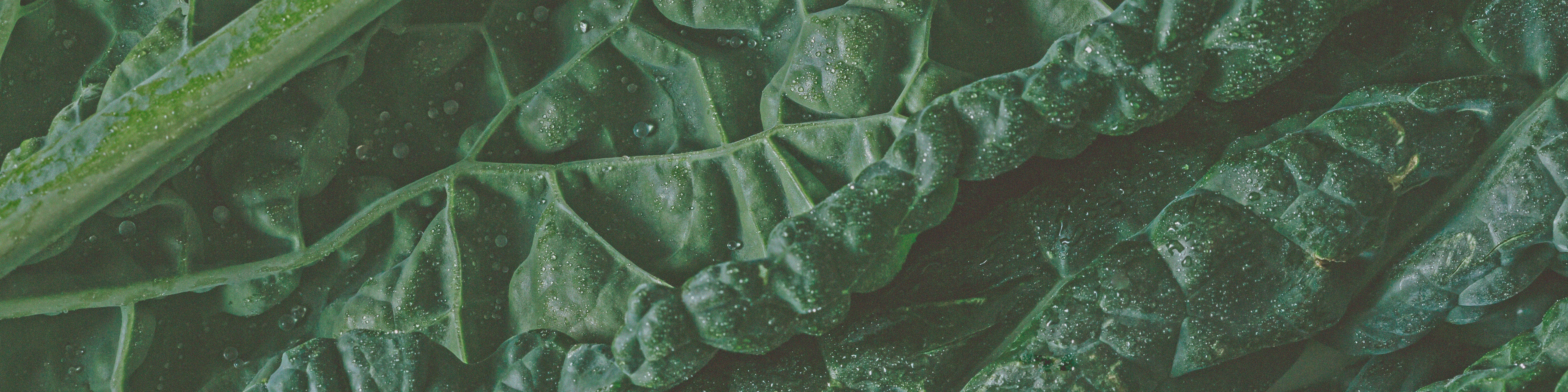 Calcium-Rich Foods to Add to Your Grocery List